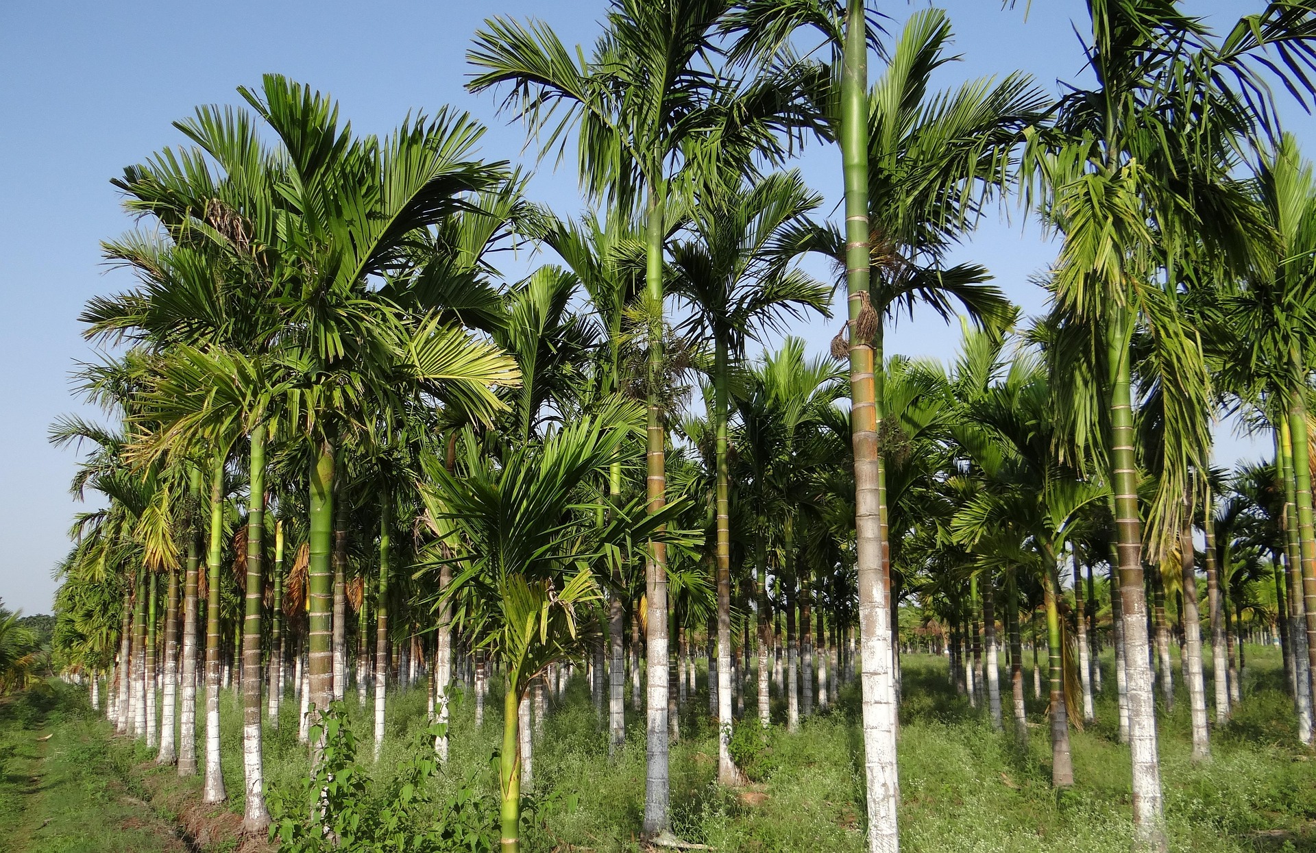 Amal Areca Nut Plantation